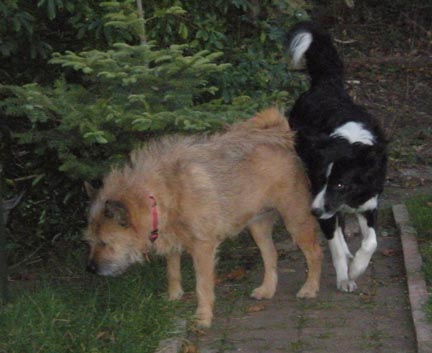 Larken herds Sparkie as she explores the garden path, sniffing for foxes